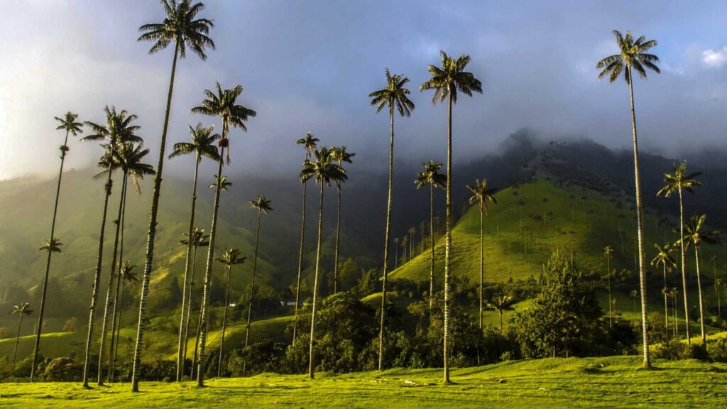 valle del cócora en Salento Quindío
