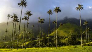 valle del cócora en Salento Quindío